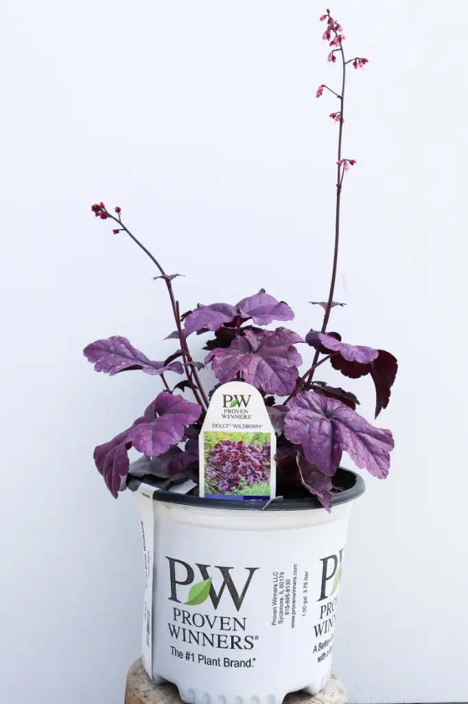 Coral Bells Wildberry