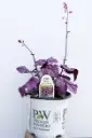 Coral Bells Wildberry