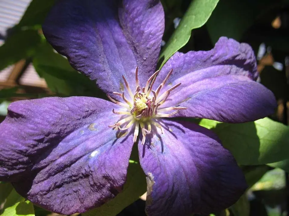 Clematis The President