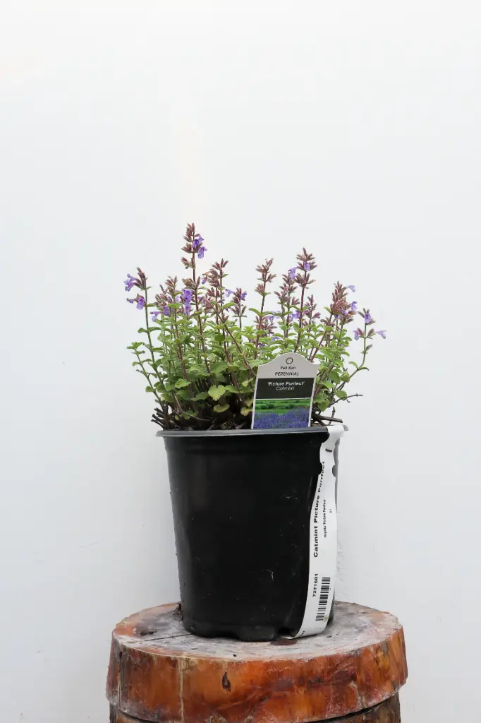 Catmint Picture Purrfect