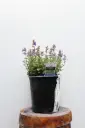 Catmint Picture Purrfect