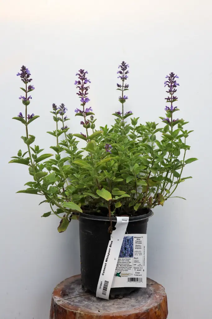 Catmint Whispurr Blue