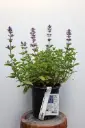 Catmint Whispurr Blue