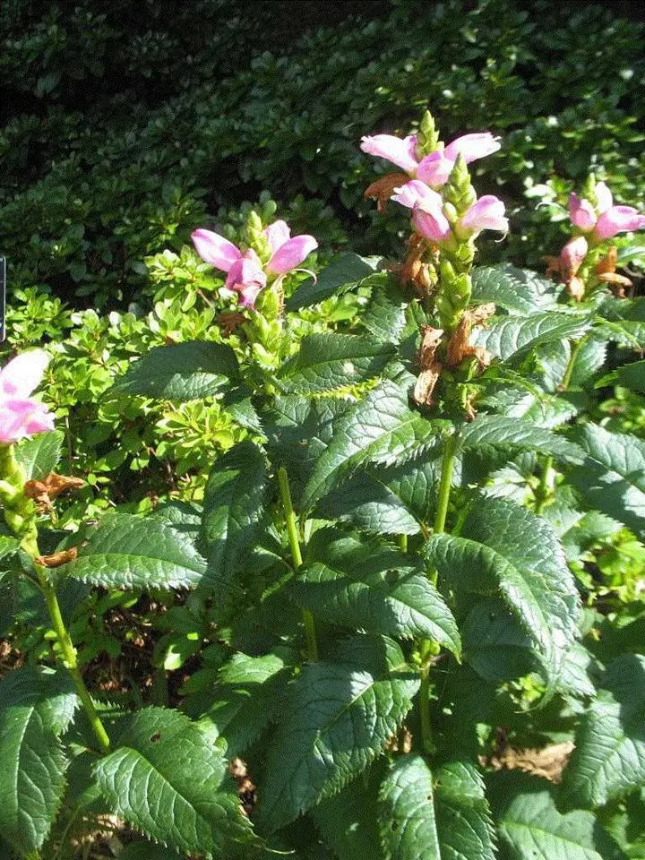 Chelone Hot Lips