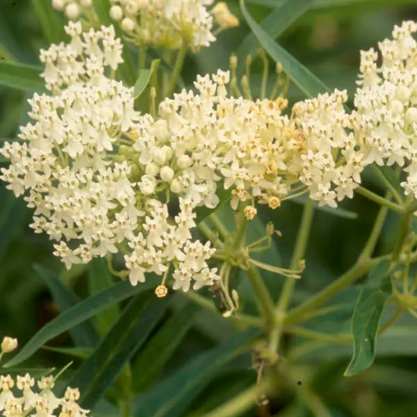 Milkweed Ice Ballet