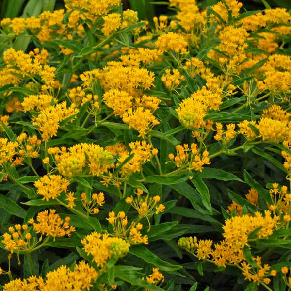 Milkweed Butterfly Hello Yellow