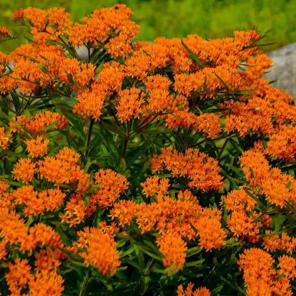 Milkweed Butterfly - Native