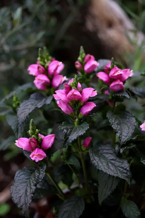 Chelone Tiny Tortuga