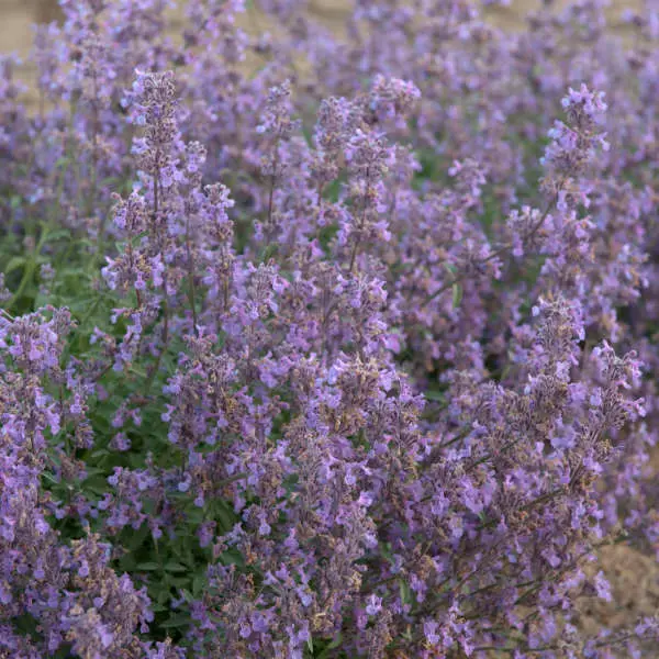 Catmint Little Trudy