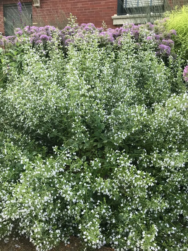 Calamint