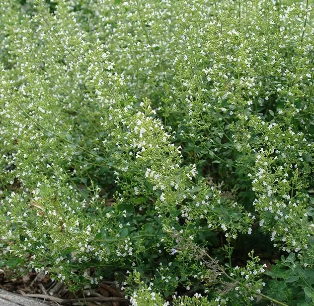 Calamint White Cloud