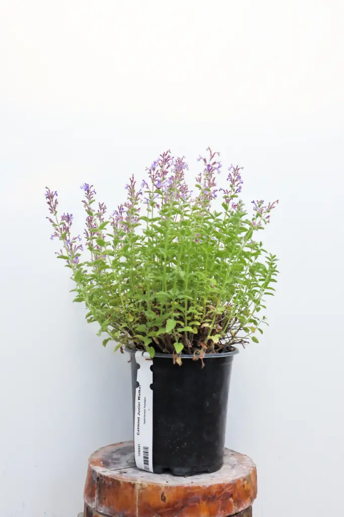 Catmint Junior Walker