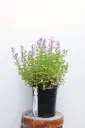 Catmint Junior Walker