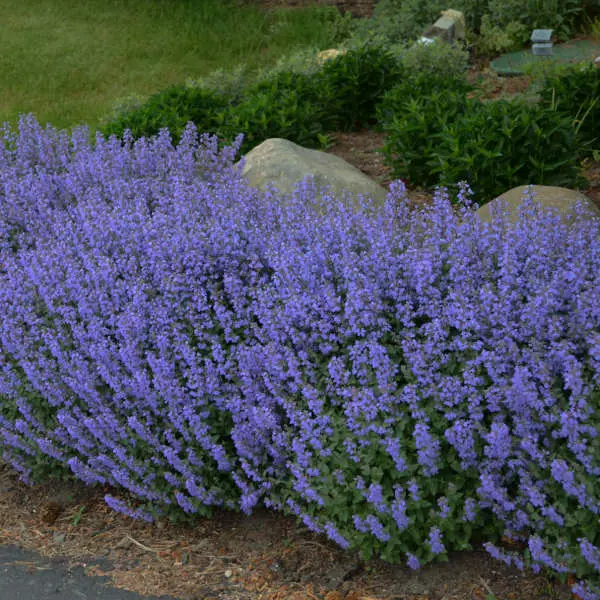Catmint Purrsian Blue
