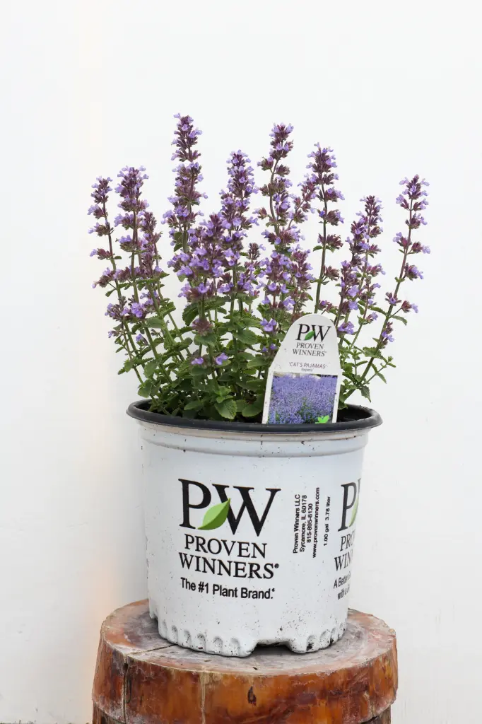 Catmint Cat's Pajamas