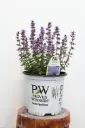 Catmint Cat's Pajamas