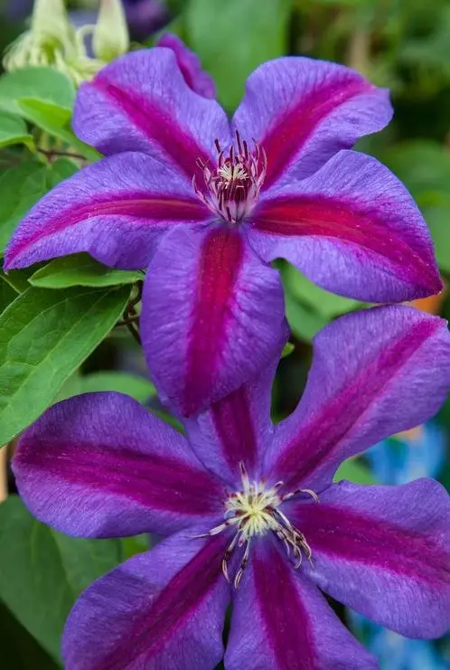 Clematis Mrs N Thompson