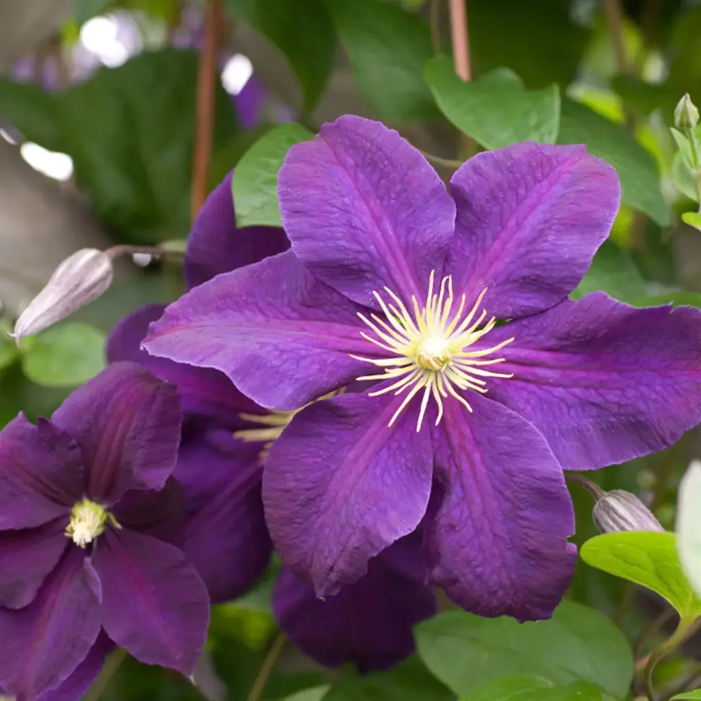 Clematis Jackmanii Superba