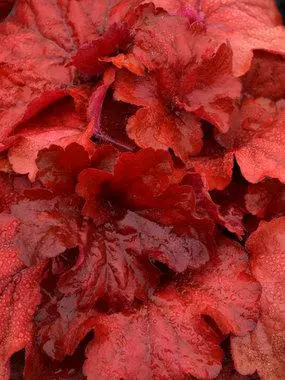 Coral Bells Fire Alarm