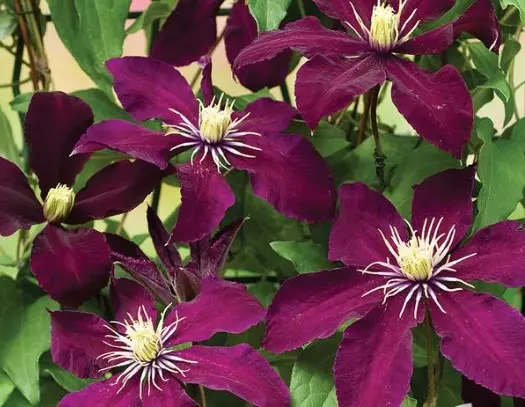 Clematis Niobe