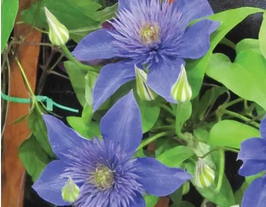 Clematis Multi-Blue