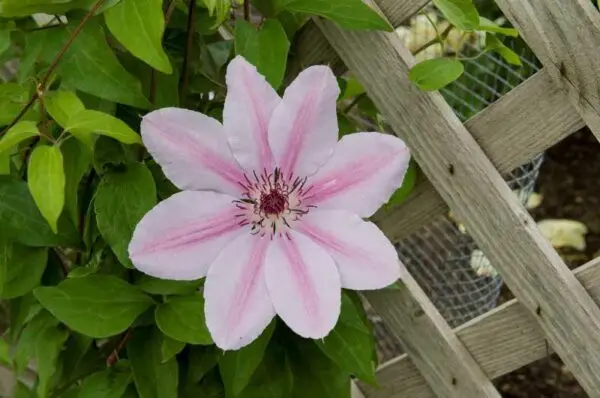 Clematis Nelly Moser