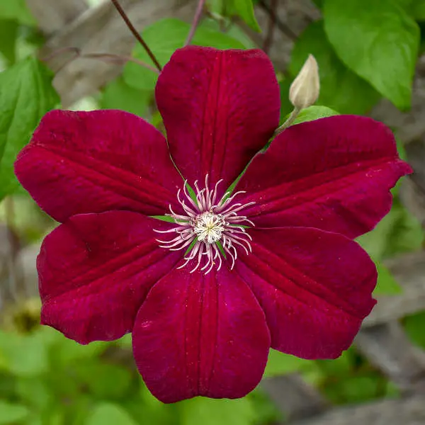 Clematis Rouge Cardinal