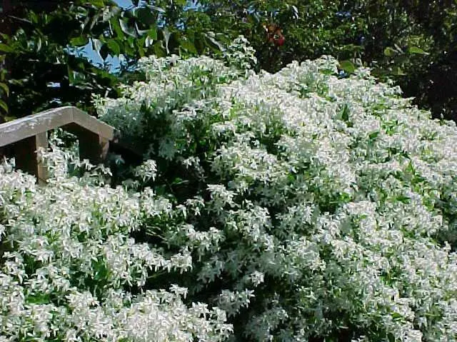 Clematis Sweet Autumn