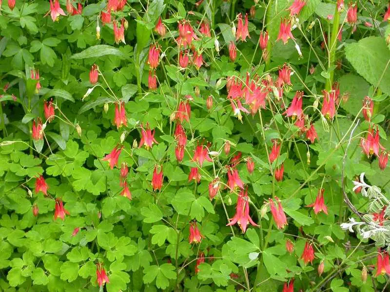 Columbine Red - Native
