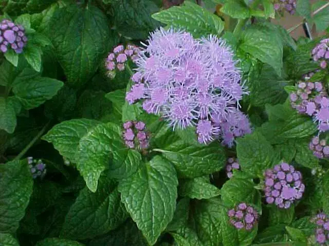 Mistflower Blue - Native