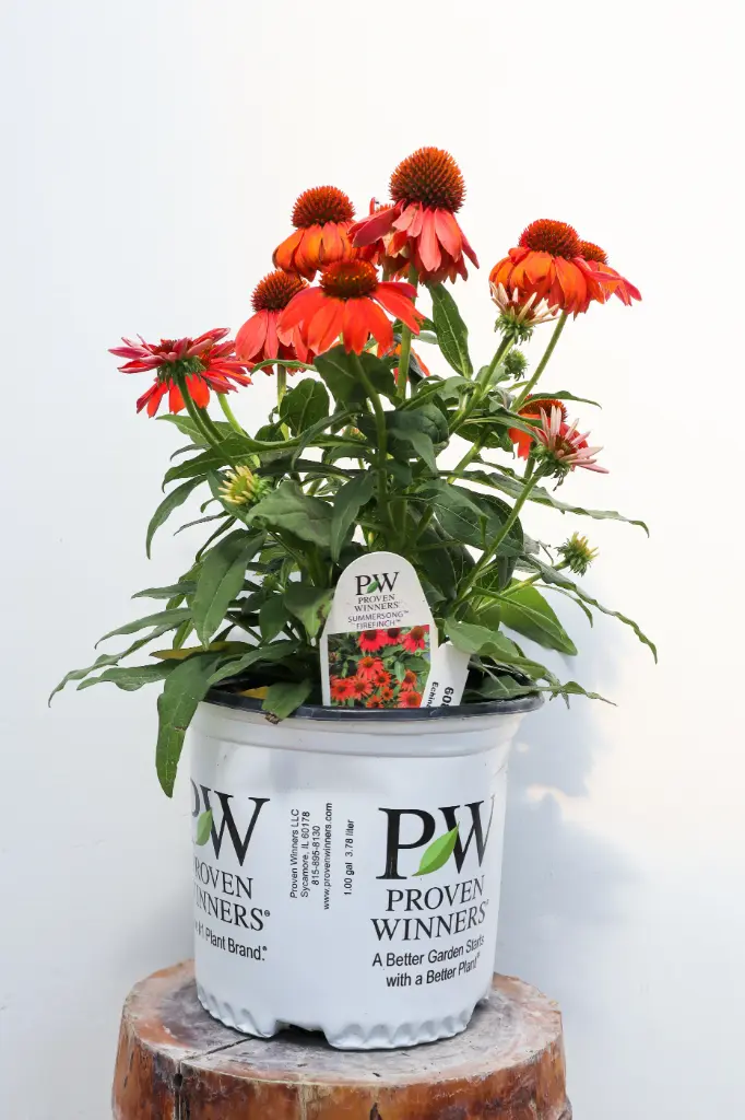 Coneflower Summersong Firefinch