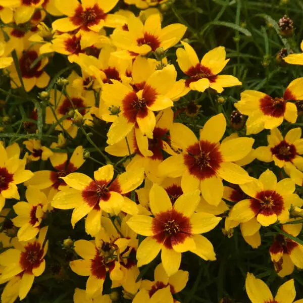 Coreopsis Golden Needles