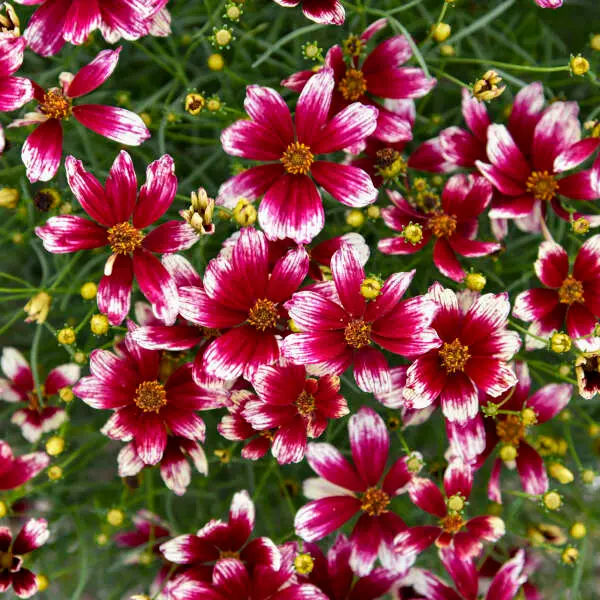 Coreopsis Heartstrings
