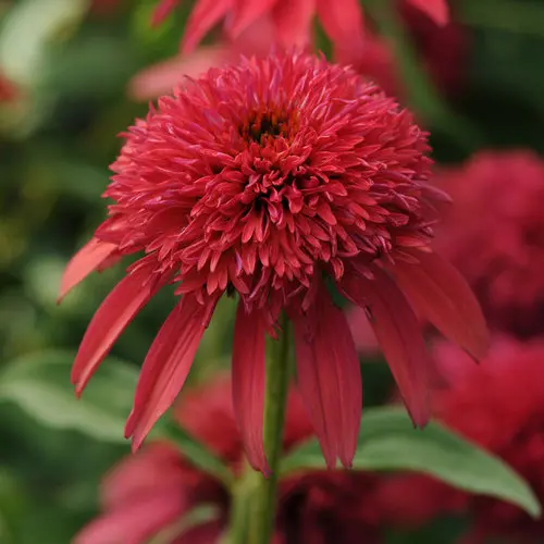 Coneflower Double Scoop Cranberry
