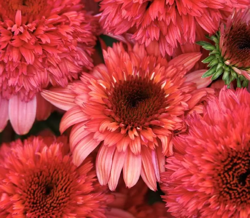 Coneflower Double Scoop Raspberry Deluxe