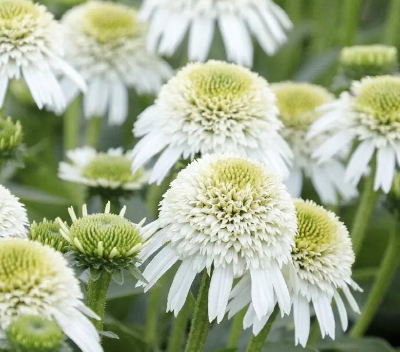 Coneflower Delicious Nougat