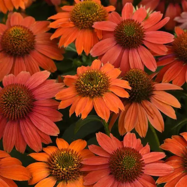 Coneflower Red Ombre