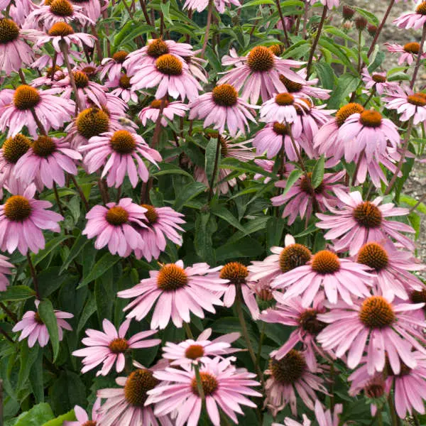 Coneflower Magnus
