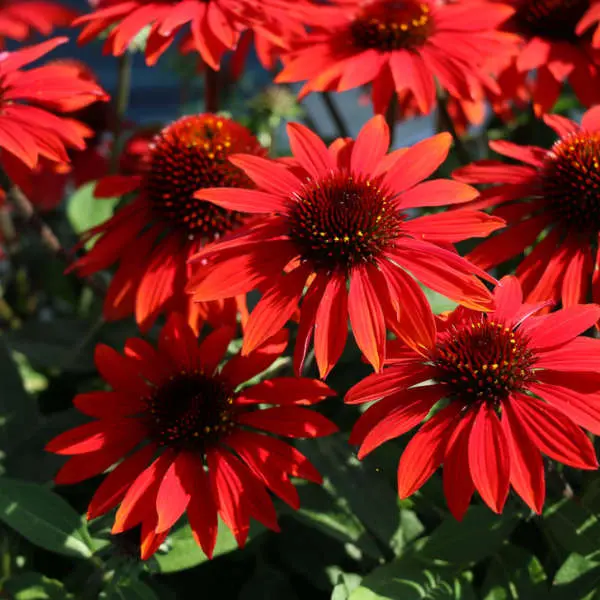 Coneflower Sombrero Sangrita
