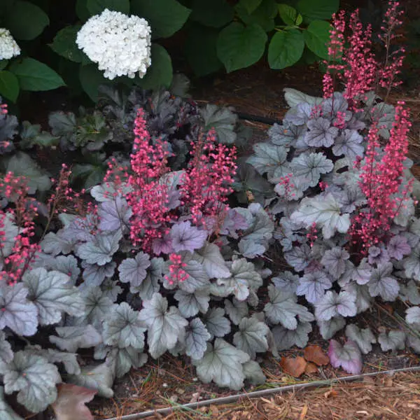 Coral Bells Silver Gumdrop