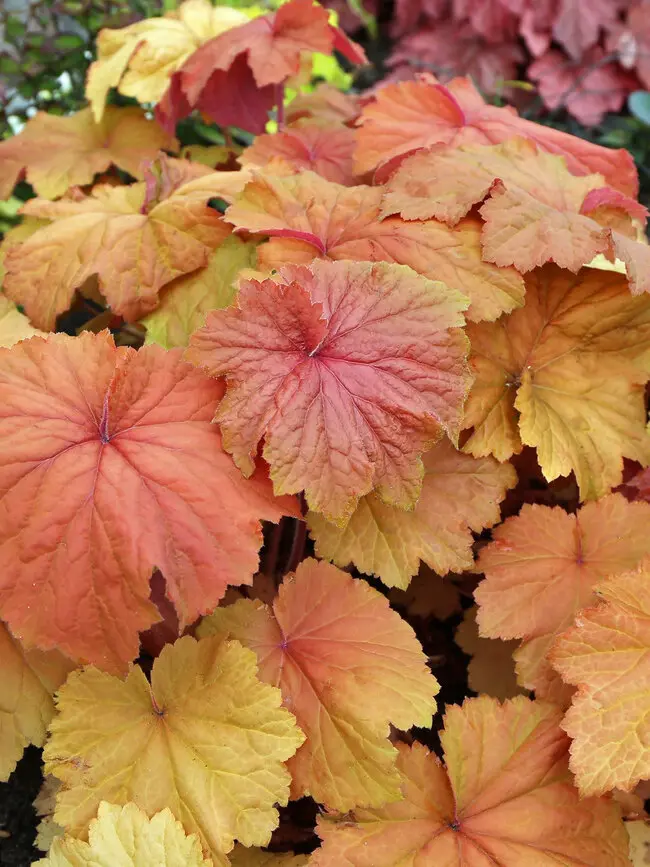 Coral Bells Mega Caramel