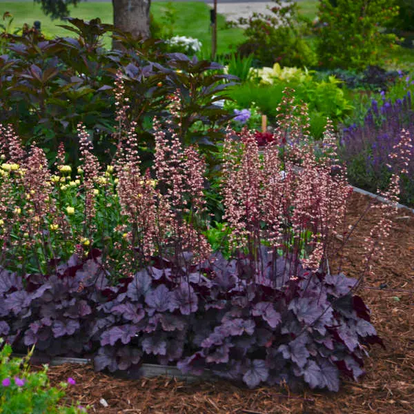 Coral Bells Grape Expectations