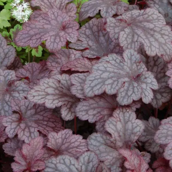 Coral Bells Plum Pudding