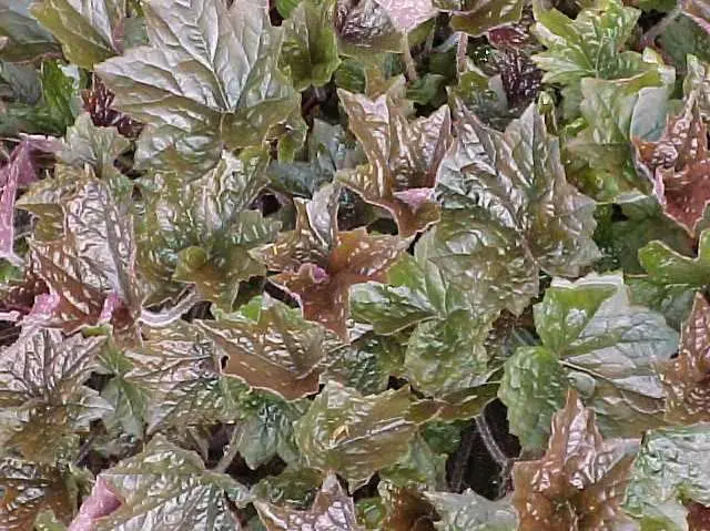 Coral Bells Palace Purple