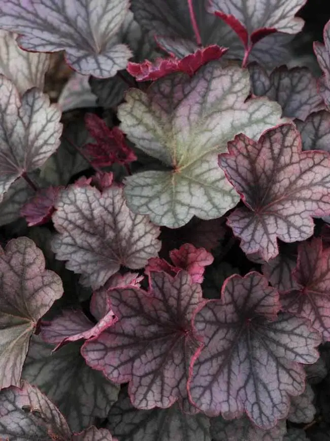 Coral Bells Carnival Rose Granita