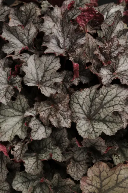 Coral Bells Carnival Plum Crazy