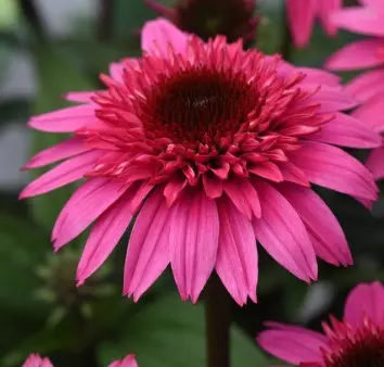 Coneflower Double Scoop Watermelon Deluxe