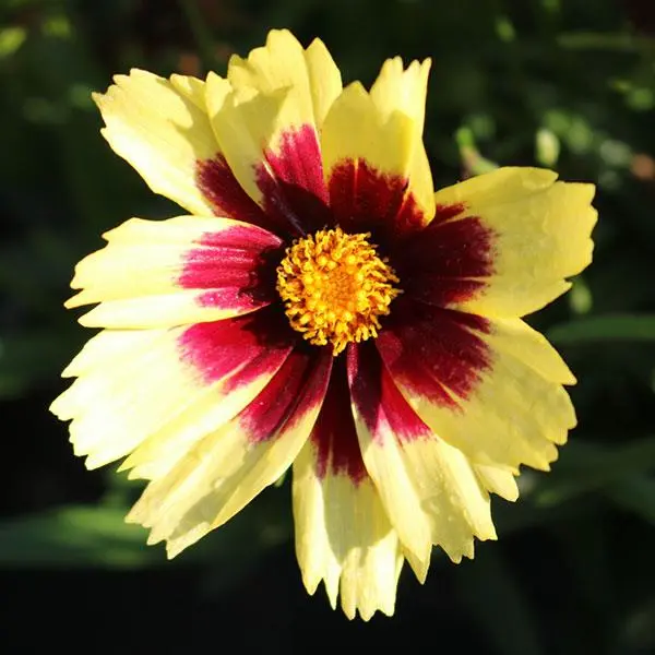 Coreopsis Super Star