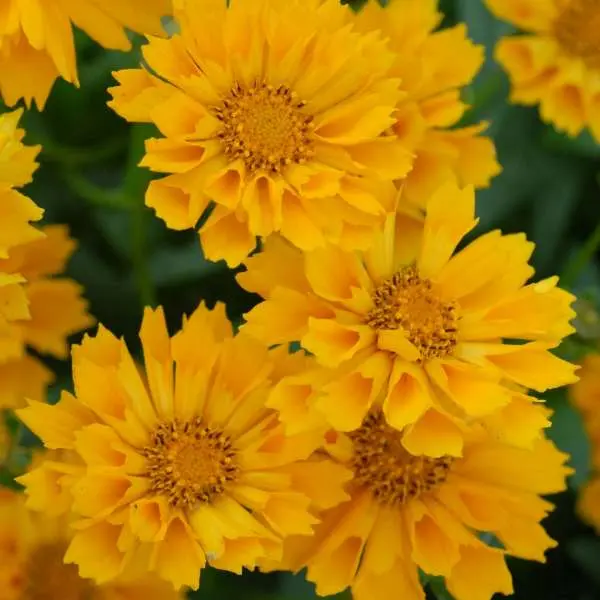 Coreopsis Jethro Tull