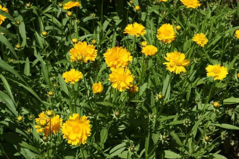 Coreopsis Early Sunrise